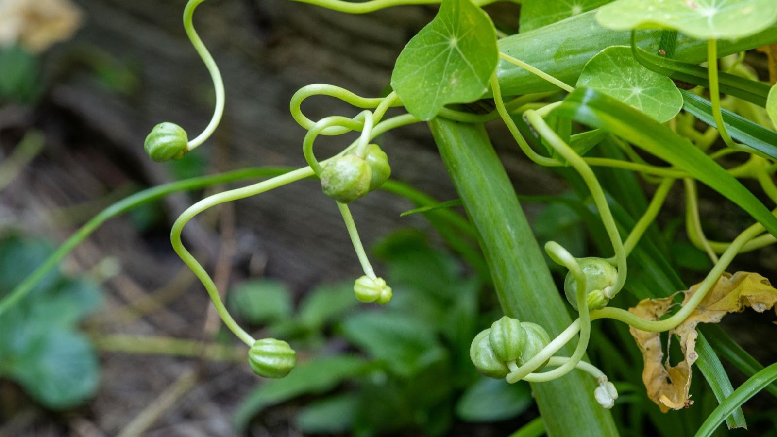 A plant with long thin tendrils appearing light green, having tiny bulbous ends attached to a thick stem looking dark green