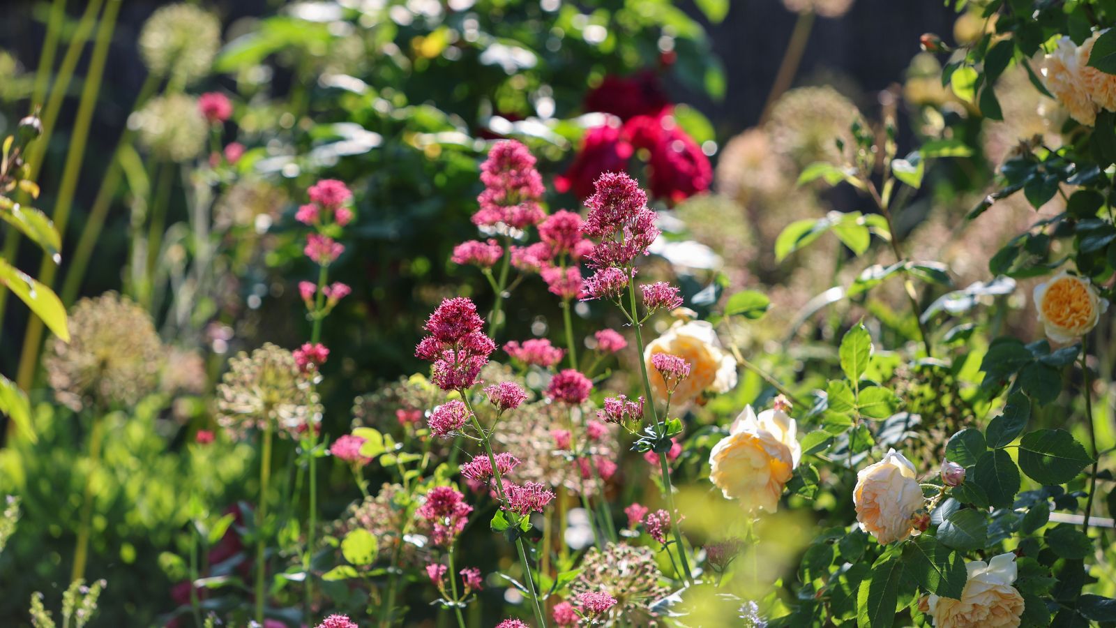 Different plants with flowers having various hues, placed in the same area of the garden that receives abundant sunlight