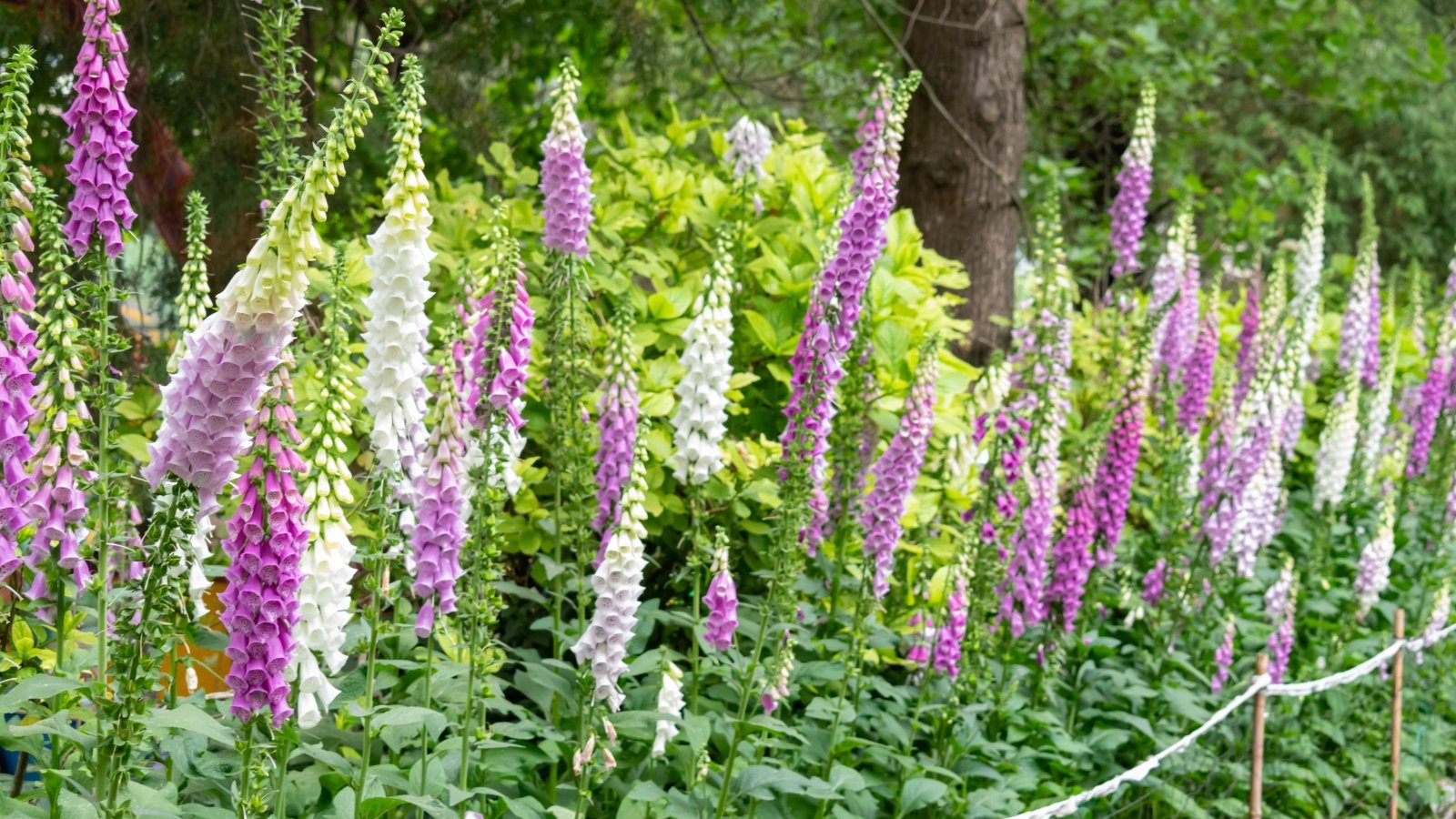 Bell-shaped flowers in shades of purple, pink, and white, arranged in tall, elegant spikes, with fuzzy, elongated leaves along thick, upright stems in the garden.