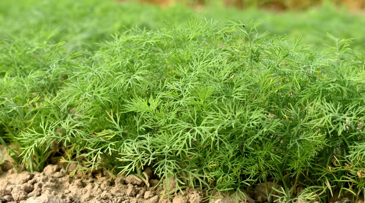 Close-up of a growing dill in the garden. Dill (Anethumgraveolens) is a herbaceous annual plant with feathery, fern-like leaves of a delicate, light green color. The leaves are divided into numerous thread-like segments, giving them a thin appearance.