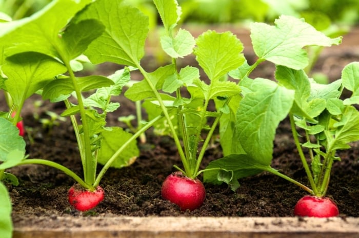 Close-up of growing radish crops with rounded, pink roots partially exposed above the soil, with lush green leaves that have serrated edges and a slightly wrinkled texture, grown by direct sowing.