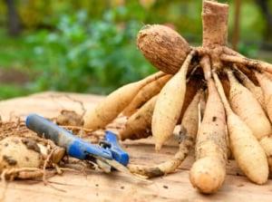 Divide dahlia tubers. Freshly lifted and washed clumps of rough, knobby tubers with varying sizes and shapes on a wooden table next to blue pruning shears.