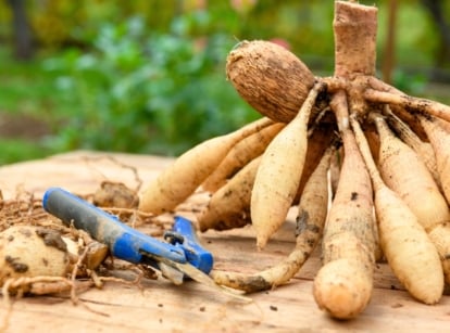 Divide dahlia tubers. Freshly lifted and washed clumps of rough, knobby tubers with varying sizes and shapes on a wooden table next to blue pruning shears.