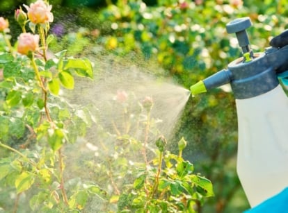 DIY garden fungal spray