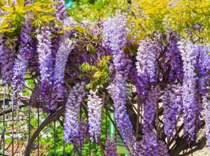 Don't grow these plants featuring cascading clusters of pale purple flowers hanging from long, woody stems with compound leaves below.