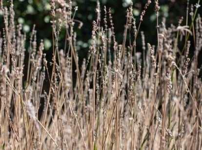 A cluster of dormant Lavandula shrubs with dry, light brown stems standing tall and brittle.
