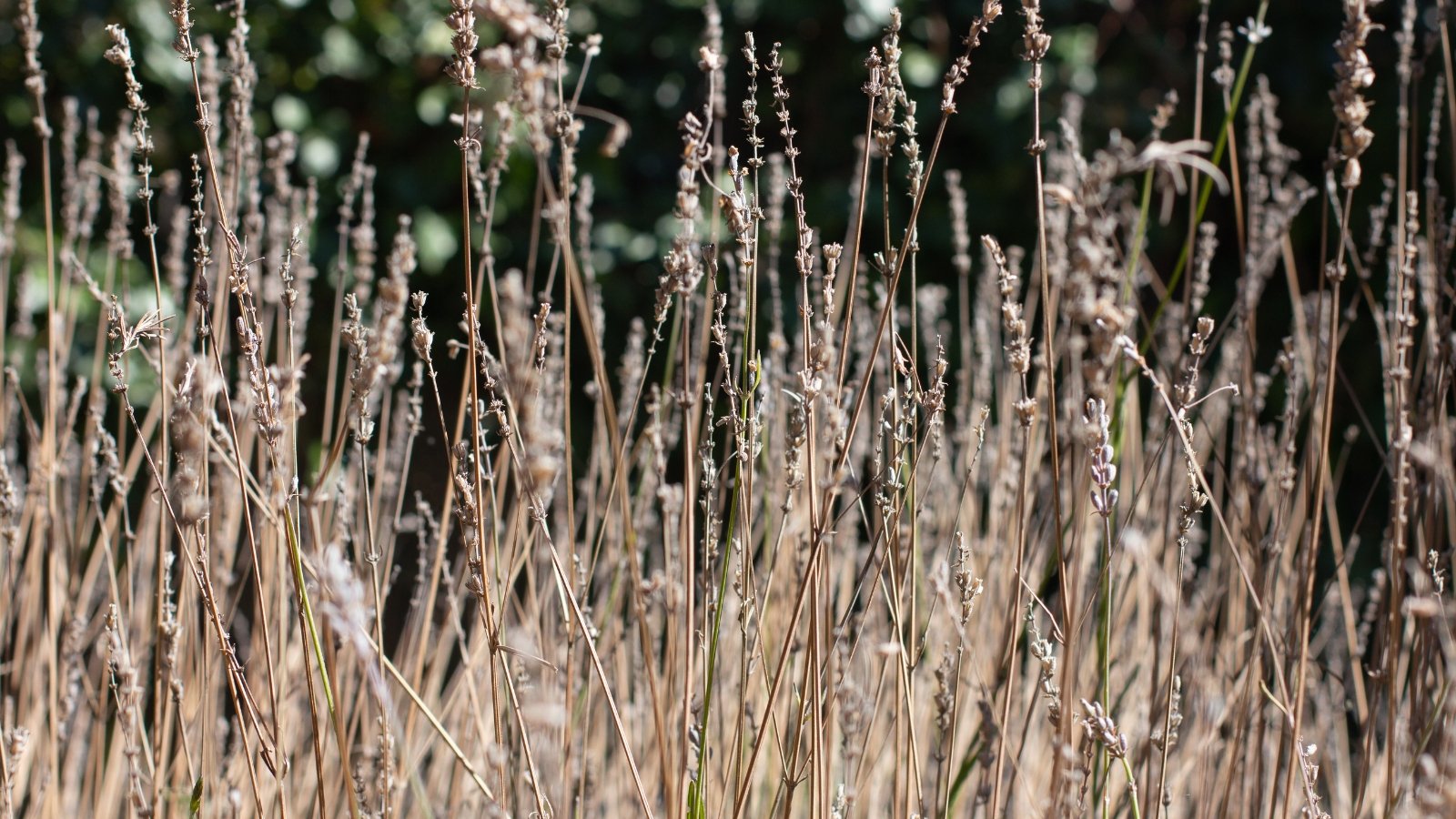 A cluster of dormant Lavandula shrubs with dry, light brown stems standing tall and brittle.