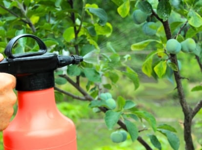Close-up of a woman's hand holding an orange sprayer, applying dormant oil to a plum fruit tree.