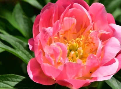 Close-up of an early-blooming peony in bloom, featuring soft coral-pink petals with a light yellow center creating a vibrant, layered bloom, surrounded by dark green, finely divided leaves.