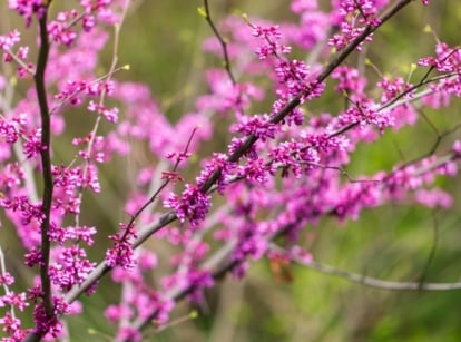 Close-up of an early spring flowering tree with bare branches covered in clusters of small, vivid pink flower on a blurred green background.