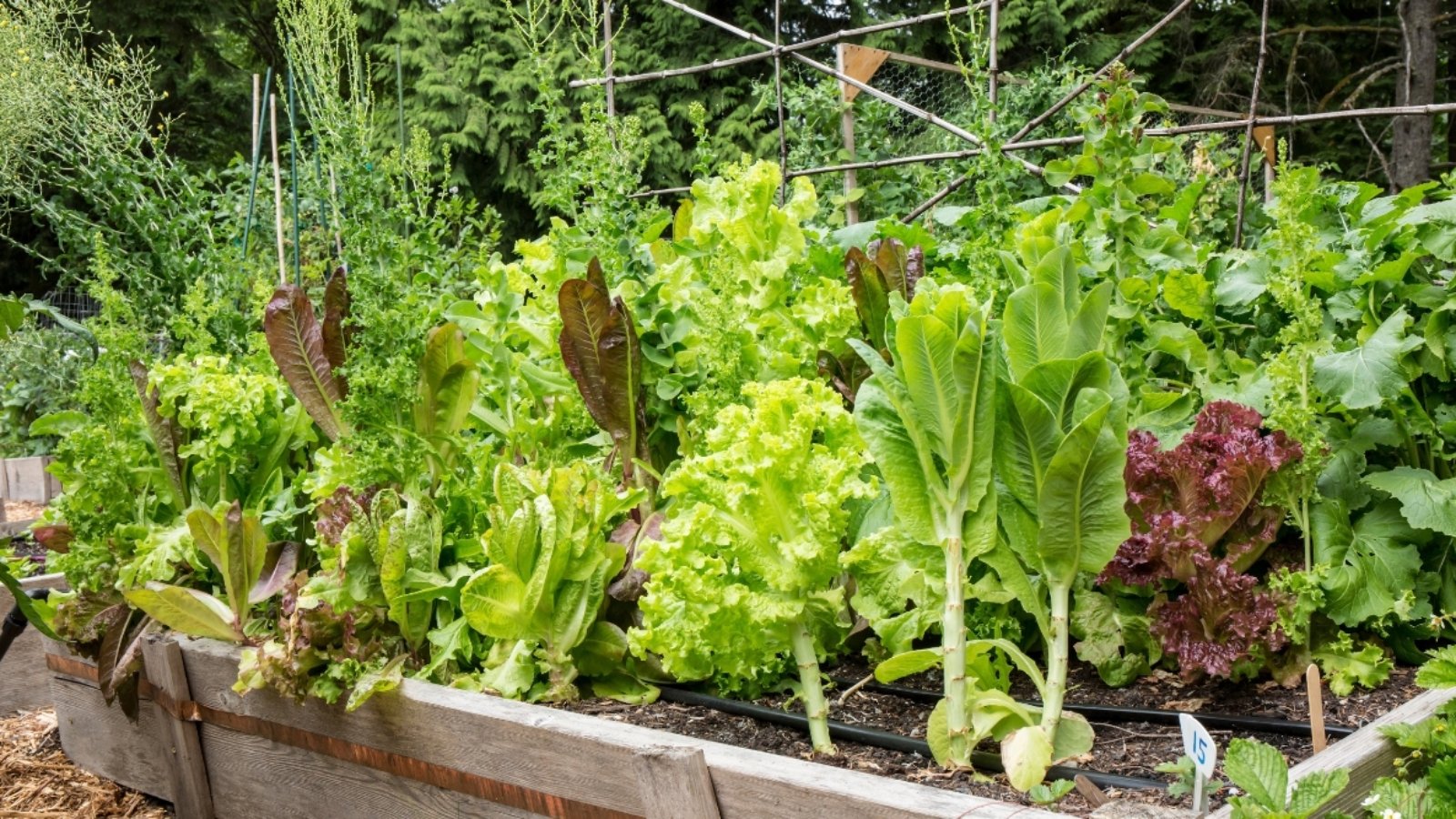 A wood raised bed holds a variety of leafy greens and a trellis system for vining vegetables.