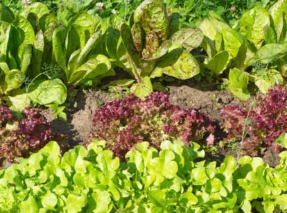 Easy lettuce varieties grow in rows in a sunny garden bed, the plants have variable wavy, upright oval smooth, and very curly leaves in various shades of lime, purple and green speckled with purple.