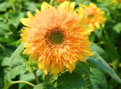 A small sunflower, one of the easy seeds to plant in April, with lush, double, golden-yellow petals surrounds a dark center, supported by a sturdy green stem with broad, rough-edged leaves.