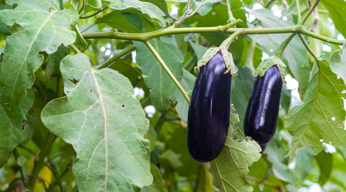 Two elongated deep purple fruits growing from a sturdy light green branch surrounded by large green leaves.