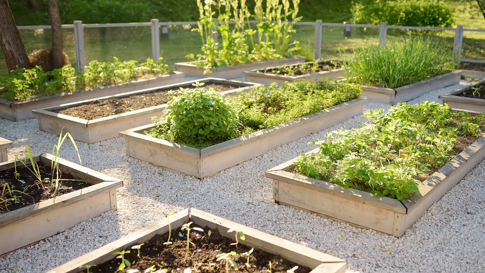 A number of elevated planters with vegetation, in a community garden.