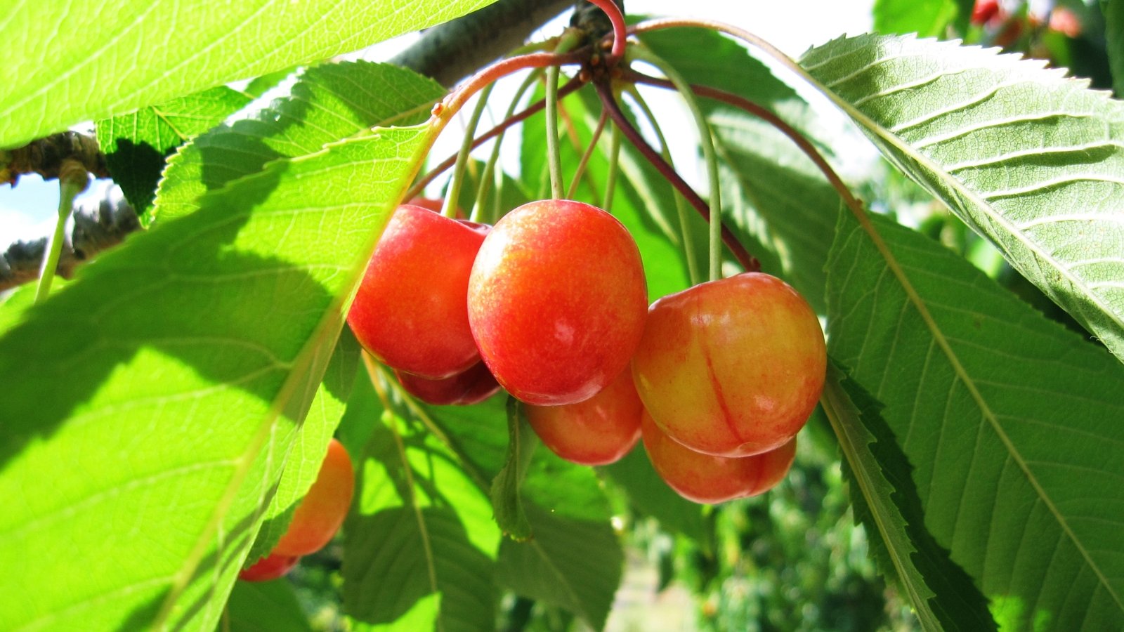 Pale yellow cherries with a translucent glow and a hint of red blush hang in delicate bunches against bright green foliage.
