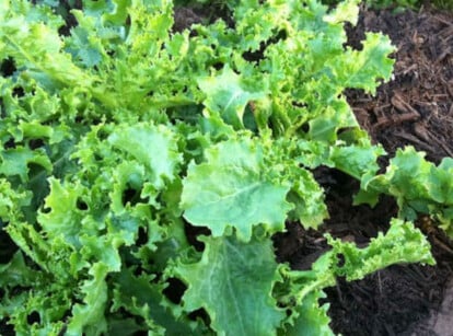 Endive plant