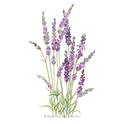 English Tall Vera Lavender Seeds
