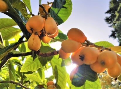 Clusters of orange Eriobotrya japonica fruits hanging on a brown woody branch with dark green, leathery leaves.