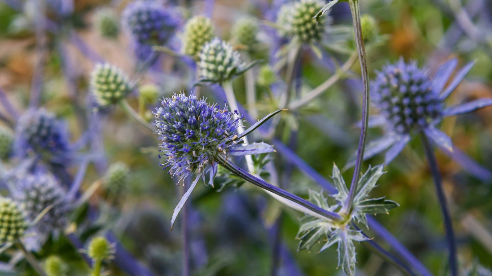 Blue Sea Holly with spiky, steel-blue heads and silvery stems, standing tall against blurred greenery.