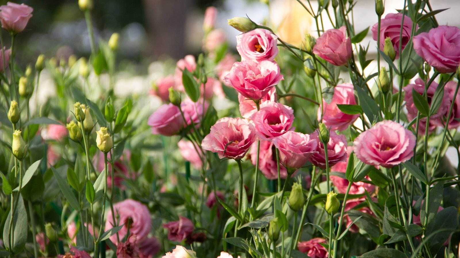 Soft, rose-like blooms in shades of pink, supported by slender stems and narrow, smooth green leaves.
