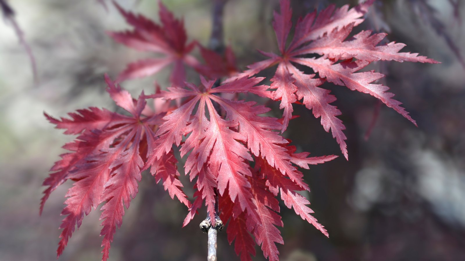 Delicate, lace-like leaves of deep red that intensify to a rich crimson on a blurred garden background.