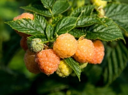 A vibrant fall gold raspberry bush adorned with bright green leaves, showcasing ripe golden raspberries against a blurred garden backdrop.
