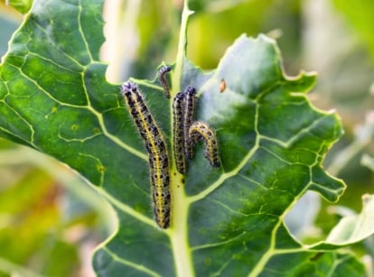 Close-up of caterpillar larvae of the cabbage white butterfly feeding on cabbage leaves, highlighting fall vegetable pests.
