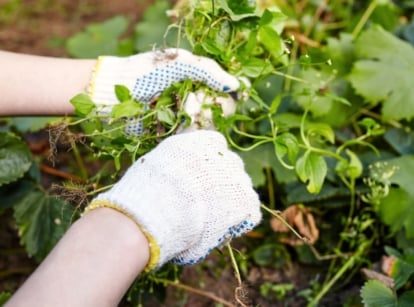 Close-up of female hands in white gloves removing fall weeds near strawberry plants.