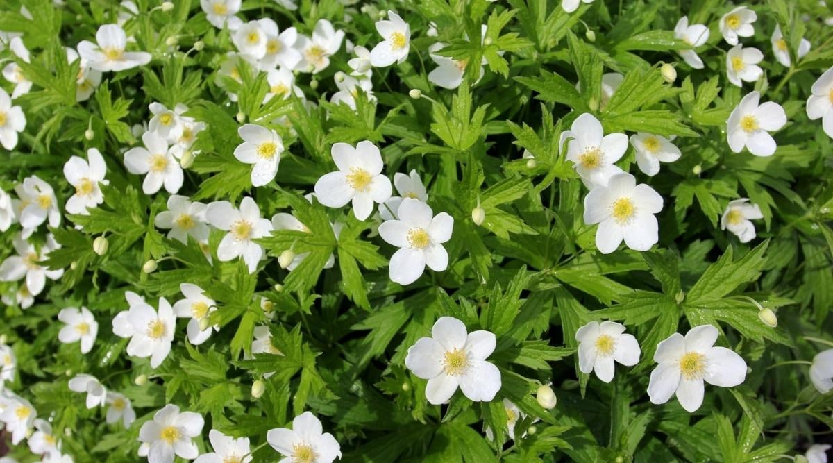 False Rue Anemone