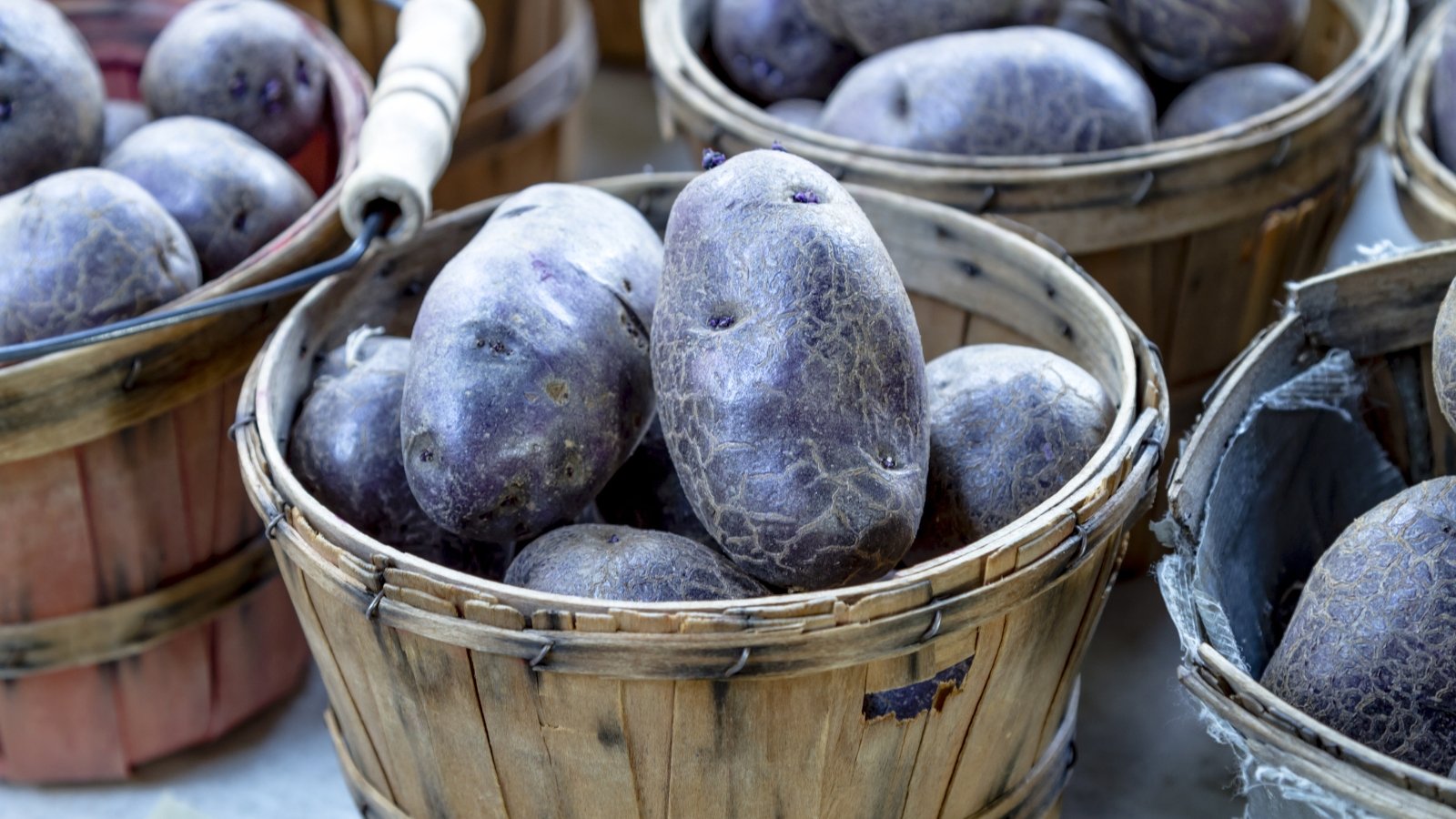 Several wooden baskets display Adirondack Blue potatoes. Bathed in sunlight, the potatoes glisten, casting shadows that accentuate their vibrant colors and rough textures, promising freshness and earthy flavors.