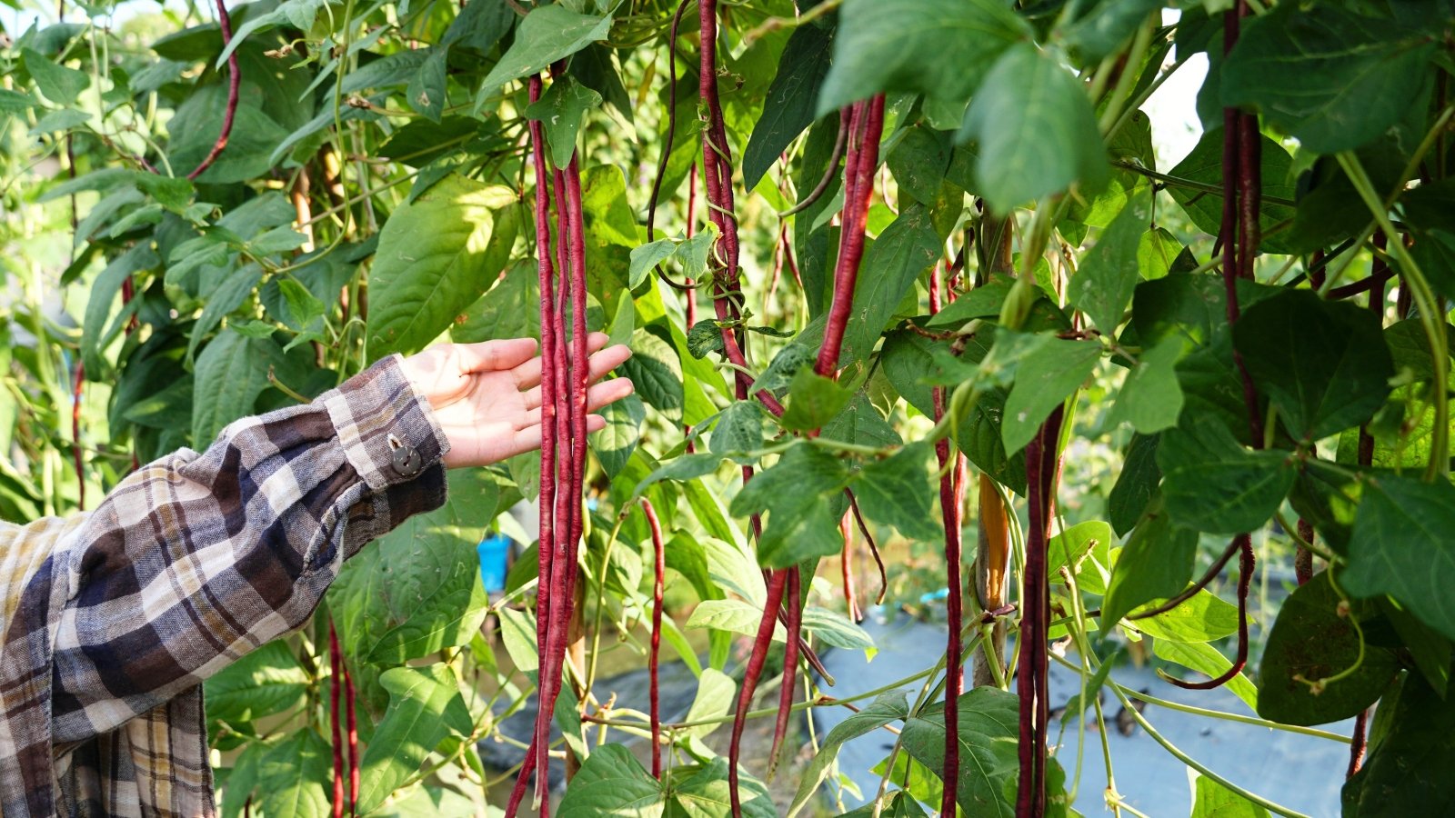 A woman's hand shows long, narrow, bright red pods hanging from twisting stems covered with large, heart-shaped leaves in a sunny garden.