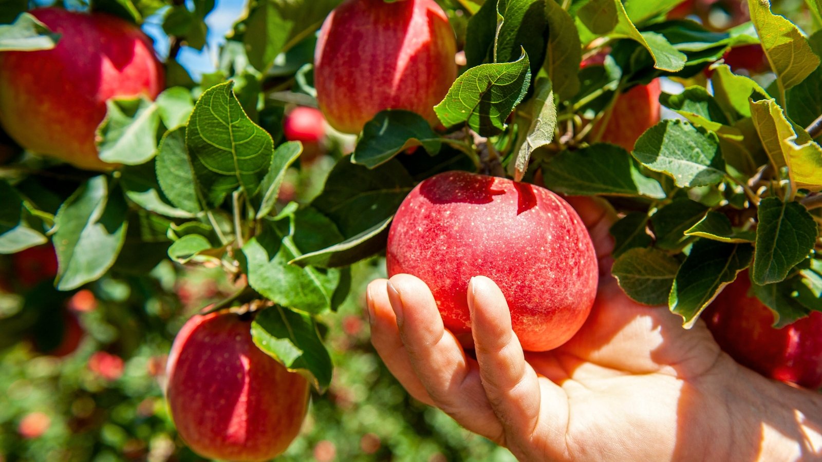 A farmer's hand is about to pick a large, round, bright red-pink apple in a sunny garden.