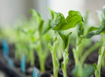 A tray with Fava bean microgreens sprouted and appearing bright green placed in black tray