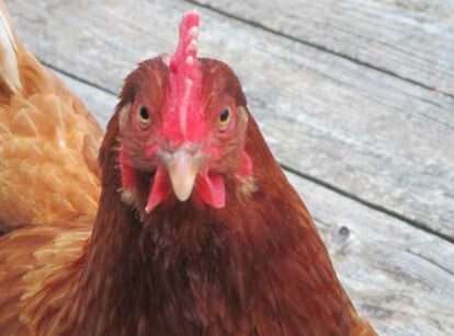 How long do chickens live and lay eggs