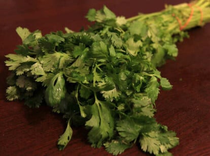 How to harvest cilantro