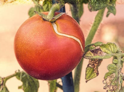 Why Do Tomatoes Crack
