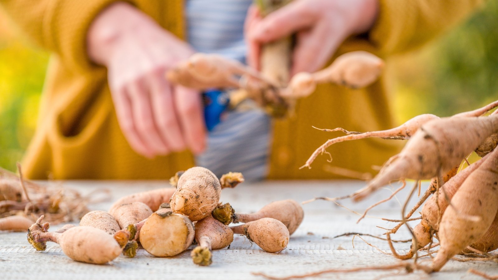 Woman divides dahlia tubers using blue pruning shears on a wooden table in the garden.