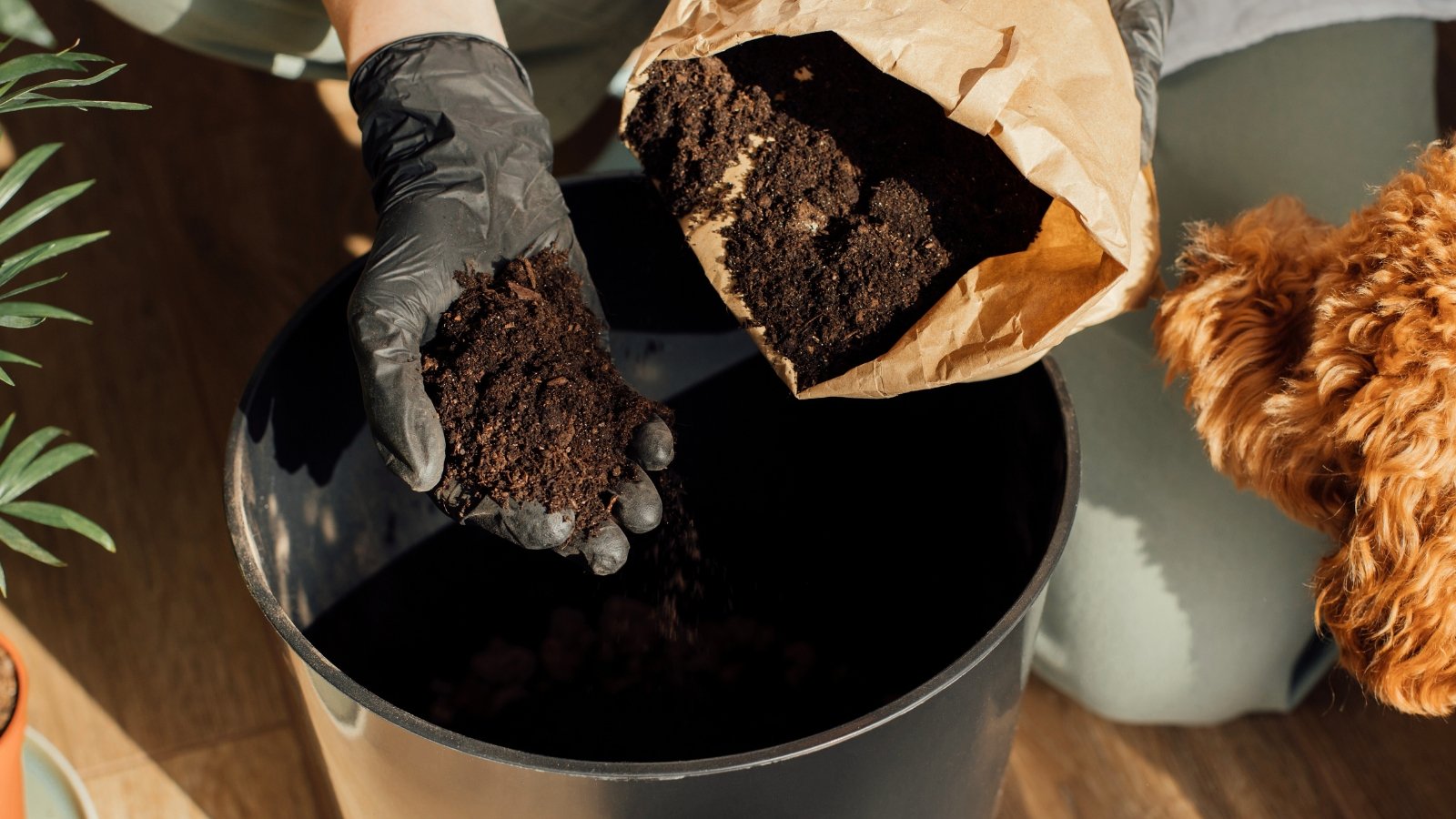 A woman wearing black gloves pours black loose soil from a paper bag into a large black plastic pot.