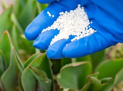 A gardener's blue-gloved hand applies white granular fertilizer to young tulip plants with lance-like leaves that are long, deep green, and slightly curled at the edges.