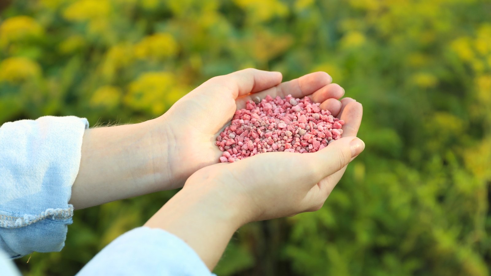 Female hands hold a handful of soft pink granular fertilizers in the garden.