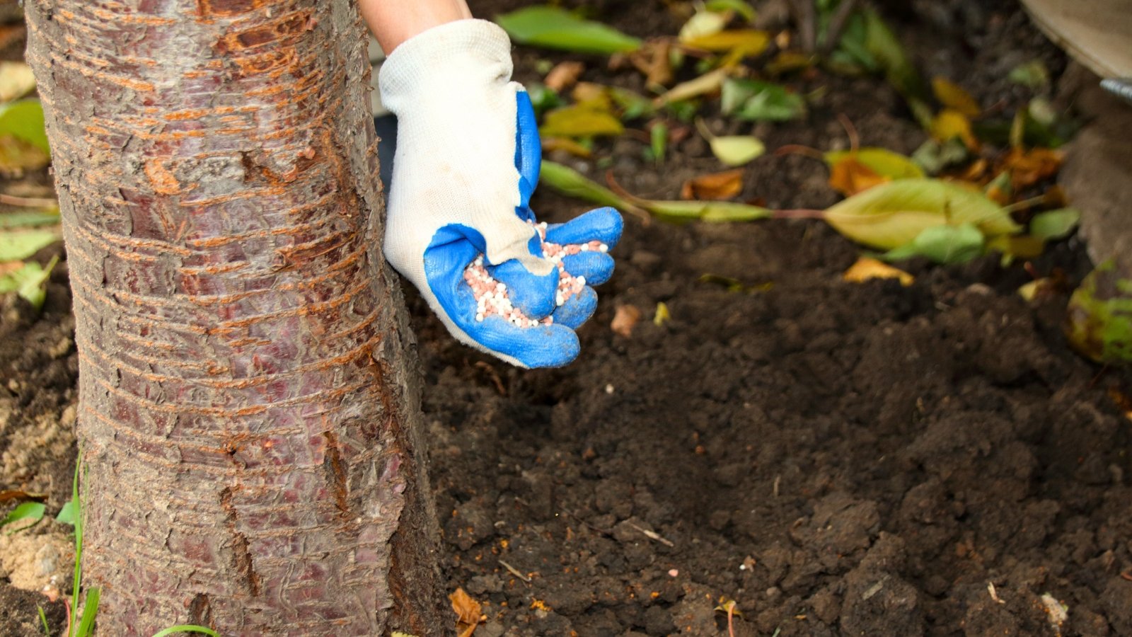 A man's hand in a white and blue glove applies granular fertilizer to a cherry tree in a garden.
