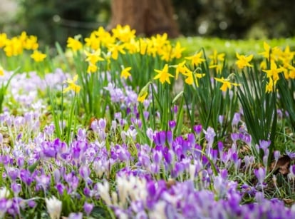 A field of yellow Narcissus and purple Crocus with green foliage covering the ground.