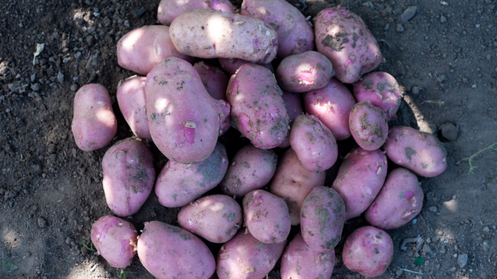A cluster of vibrant purple Caribe potatoes sits gracefully atop a rich, earthy backdrop. Their striking hue hints at the flavorful richness they offer, promising a culinary adventure brimming with color and taste.