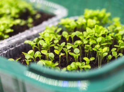 Close-up of plastic trays containing young overcrowded seedlings with thin stems and pairs of oval cotyledons, a sign to fix overcrowded seedlings for better growth.