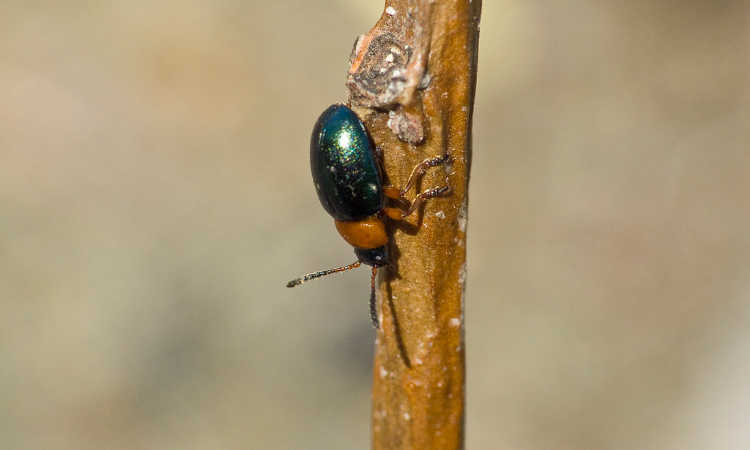 Flea beetle