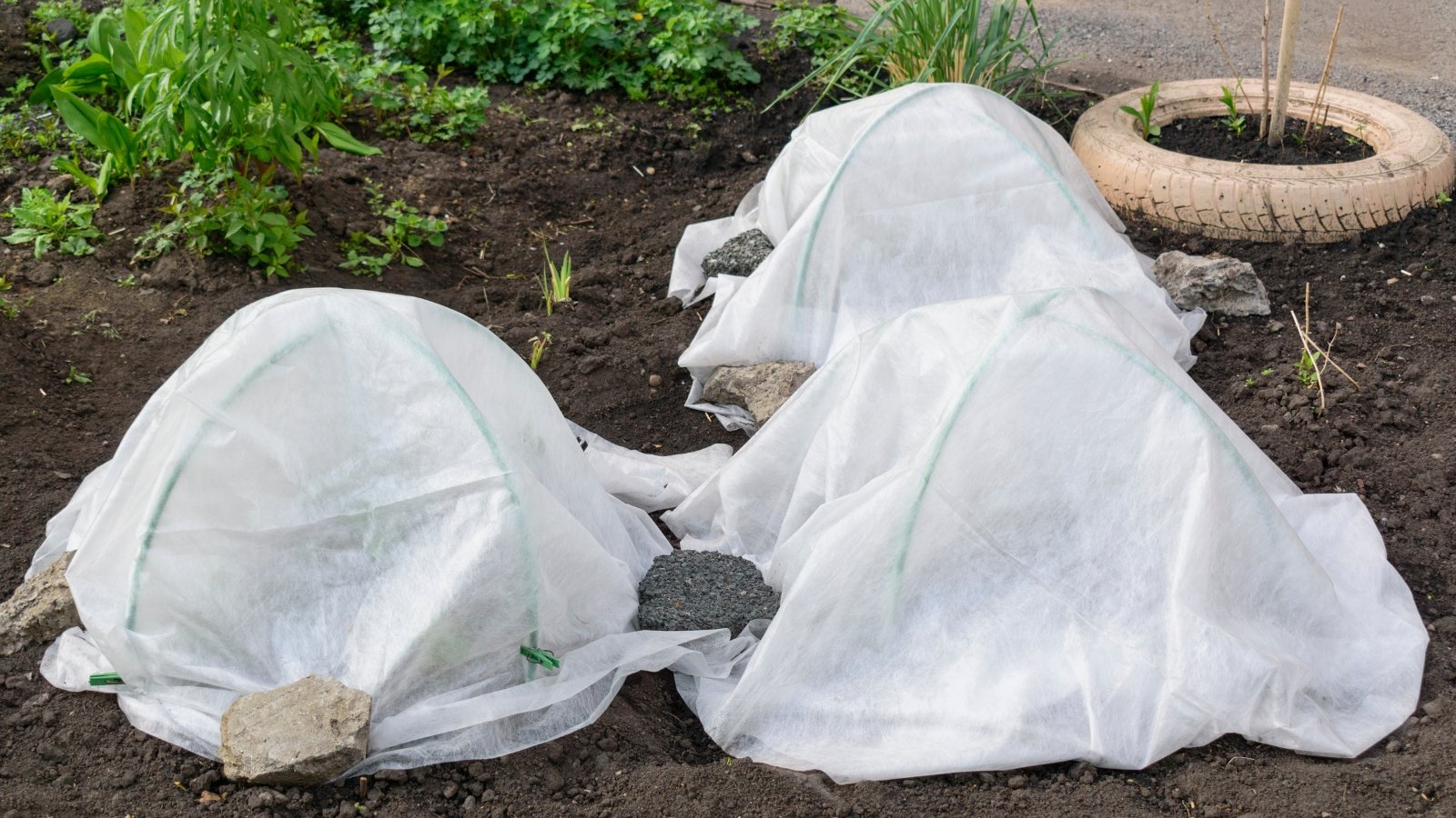White fabric row covers draped over garden beds to shield young plants from pests and weather.