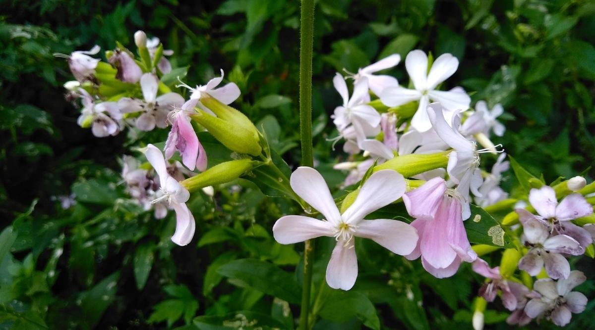 Flower Cornlily
