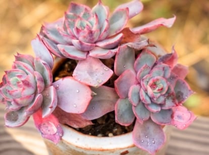 In a small decorative pot, a flower-shaped succulent with three rosettes features spoon-shaped leaves in shades of purple-pink.