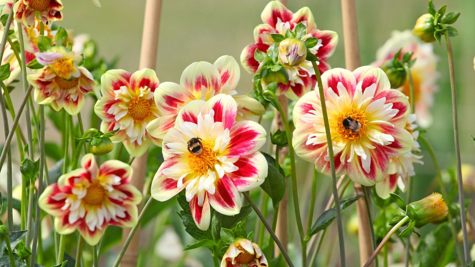 Close-up of Dahlia pinnata flowers with large, bright creamy yellow flowers with deep pink markings on the petals, with wooden stakes installed before bloom.